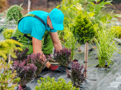 Landscape Maintenance and Aftercare